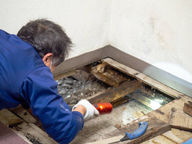 Trusted Boronda, CA Mold Remediation Experts