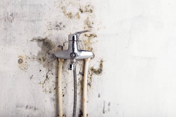 Best DIY Mold Remediation Support Services in Boronda, CA