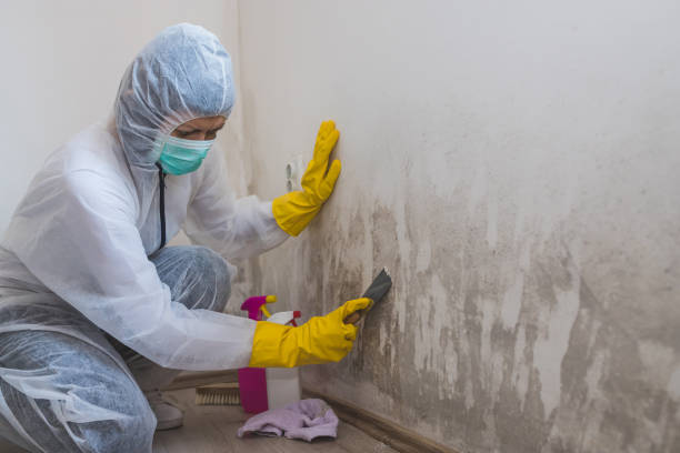 Best Residential Mold Remediation in Boronda, CA