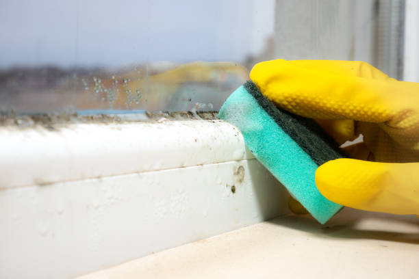 Best Mold Remediation for Schools in Boronda, CA