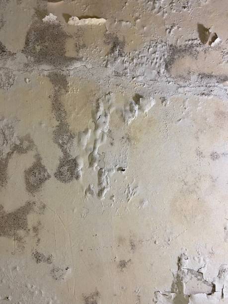Best Crawl Space Mold Remediation in Boronda, CA
