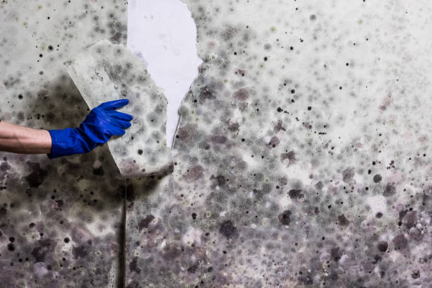 Best Commercial Mold Remediation in Boronda, CA