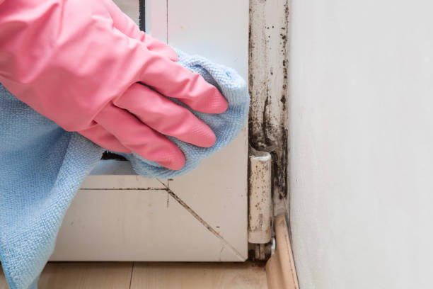 Best Crawl Space Mold Remediation in Boronda, CA