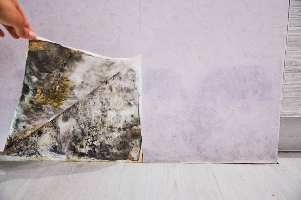 Best Residential Mold Remediation in Boronda, CA